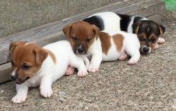 Jack Russell Puppies -