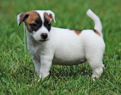 CKC/AKC Jack Russel puppies For Sale
