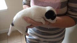 Jack Russell Pups (short Legged) insearch of a loving home