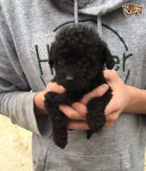 Toy Jackapoo Puppies ready for sale