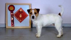Last Available Jack Russell Terrier Male Puppy