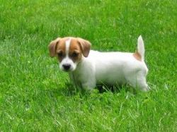 Pure-bred Jack Russell Terrier Pups Ready.