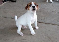 Beautiful Jack Russell Terrier Puppies For Sale