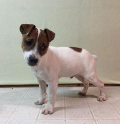 Jack Russell Terrier Miniature