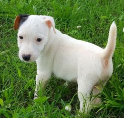 Potty Trained Jack Russel Terrier Puppies