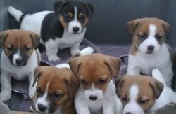 Jack Russel Puppies For A Wonderful Valentine,12 Weeks Old (male and f
