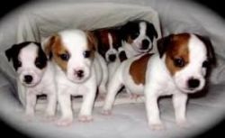 Cute and nice looking jack russel puppies