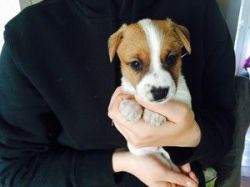 Deligently White Shortlegs Jack Russell Puppies