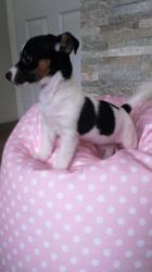 100% original female puppy of Jack Russell Terrier