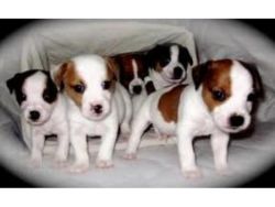 Cute and nice looking jack russell puppies