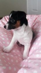 female puppy of Jack Russell Terrier Miniatur