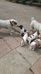 Jack Russell Terrier Pups For Sale
