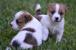 Quality AKC Regs Jack Russell Puppies