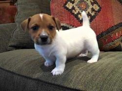 ADORABLE Jack Russell Terrier Puppies