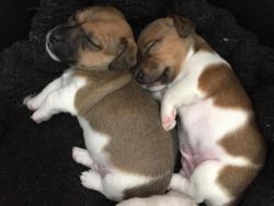 Delightful Jack Russell boys and a bitch puppies beautifully marked.
