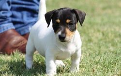 House trained Jack Russel Terrier puppies for sale.
