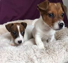 Miniature Jack Russell Puppies