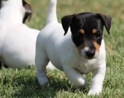 Very Intelligent Jack Russell Terrier Puppies For Sale