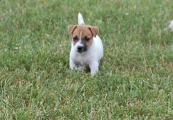 Awesome Jack Russel Terrier Puppies For Sale