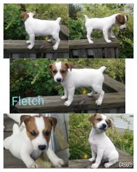 Toy foxy Russell terriers