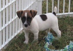 Well Potty Trained Jack Russel Terrier Puppies