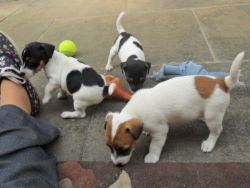 male and female jack Russel for adoption