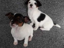 NOW Beautiful jack russell puppies