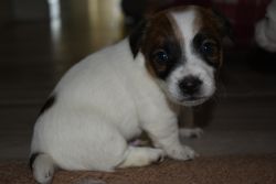 English Jack Russell Puppies