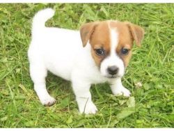Jack Russell Terrier Pups