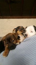 Beautiful Litter Of 3 Jack Russell Pups.