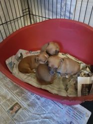 Chihuahua Cross Jack Russell Pups