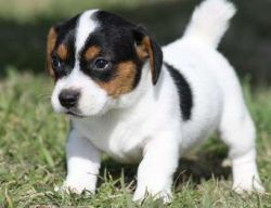 Jack Russell puppies full of energy