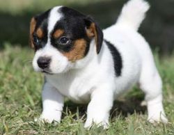 Jack Russell puppies full of energy