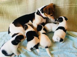 Gorgeous Jack Russell Puppies Available