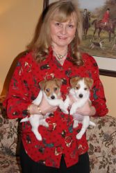 Thee Rock Jack Russell Terrier Puppies