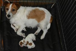 AKC Russell Terriers