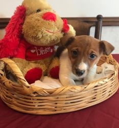 Playful Jack Russell Mix Puppies For Sale