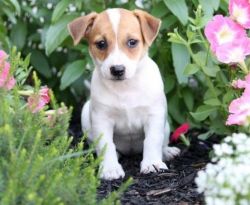 Priceless Jack Russell Terrier Puppies For Adoption
