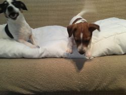 Jack Russell Terrier Puppies For Sale 14wks/$500