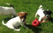 Jack Russell Puppies looking for a pet loving home