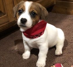 Cutest Little Female Jack Russell Terrier Pups text (xxx) xxx-xxx7