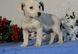 Absolutely Adorable Jack Russell Terrier Puppy