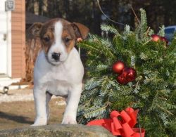 Super Cute Brown and White Jack Russell Terrier Puppies