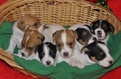 Jack Russell Puppies for Sale CKC Registered
