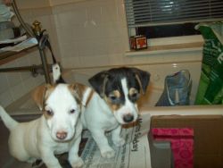 2- Female Jack russell puppies for sale