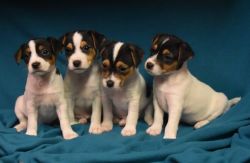 Jack Russell Terriers Puppies CKC Registered