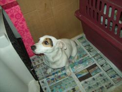 Adult male & female Jack Russell