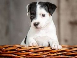 Black & White Jack Russell Terrier Puppies