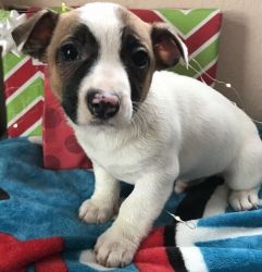 Adventurous and Perky Jack Russell Terrier Puppies
