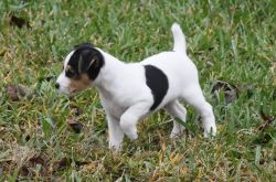 Jack Russell Puppy Male CKC Registered